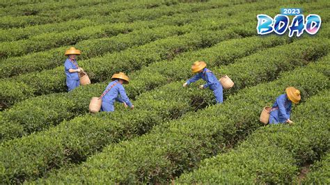 海南喝茶的好選擇：探索海南茶文化的魅力與多元風味